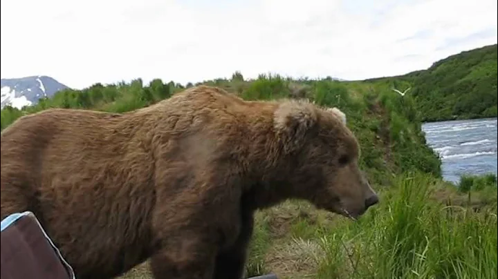 bear sits next to guy