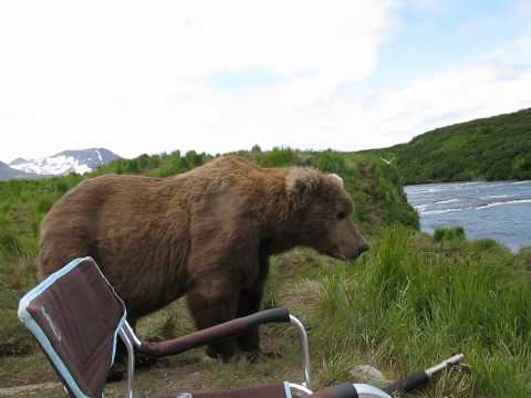 bear-sits-next-to-guy