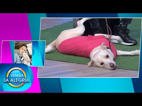 Video: Lleve a su perro al día de trabajo