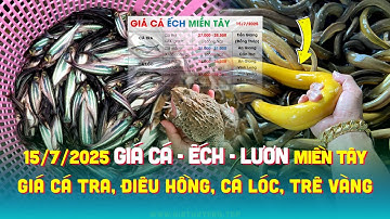 ✅ Giá Cá Ếch Lươn 15/7/2025 ↗️ Giá Cá Tra #ĐBSCL Cá Lóc, Điêu, Trê Vàng, Nàng 2, Rô, Cá Chình & Sặc