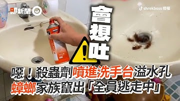 殺蟲劑噴洗手台溢水孔　蟑螂家族竄出「全員逃走中」｜生活｜廁所｜排水孔｜看新聞