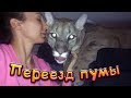 ПЕРЕЕЗД ПУМЫ В НОВЫЙ ДОМ / Первые исследователи