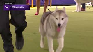 Siberian Huskies | Breed Judging 2024