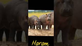 Hrarm end Halal meat in Islam 👍#shorts #youtubeshorts #haramhlalameat #vairl #vairalvideo