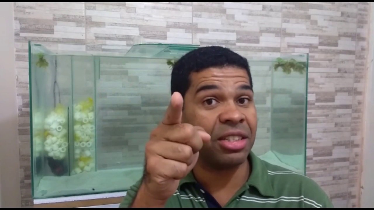 Quanto Tempo Devo Esperar Para Colocar O Peixe No Aquário?