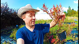 видео: Лучшие сорта. Садовод делится  секретами. Где покупать саженцы. картинка: Лучшие сорта. Садовод делится  секретами. Где покупать саженцы.