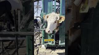 What Happens To A Buffalo After Its Horns Are Removed