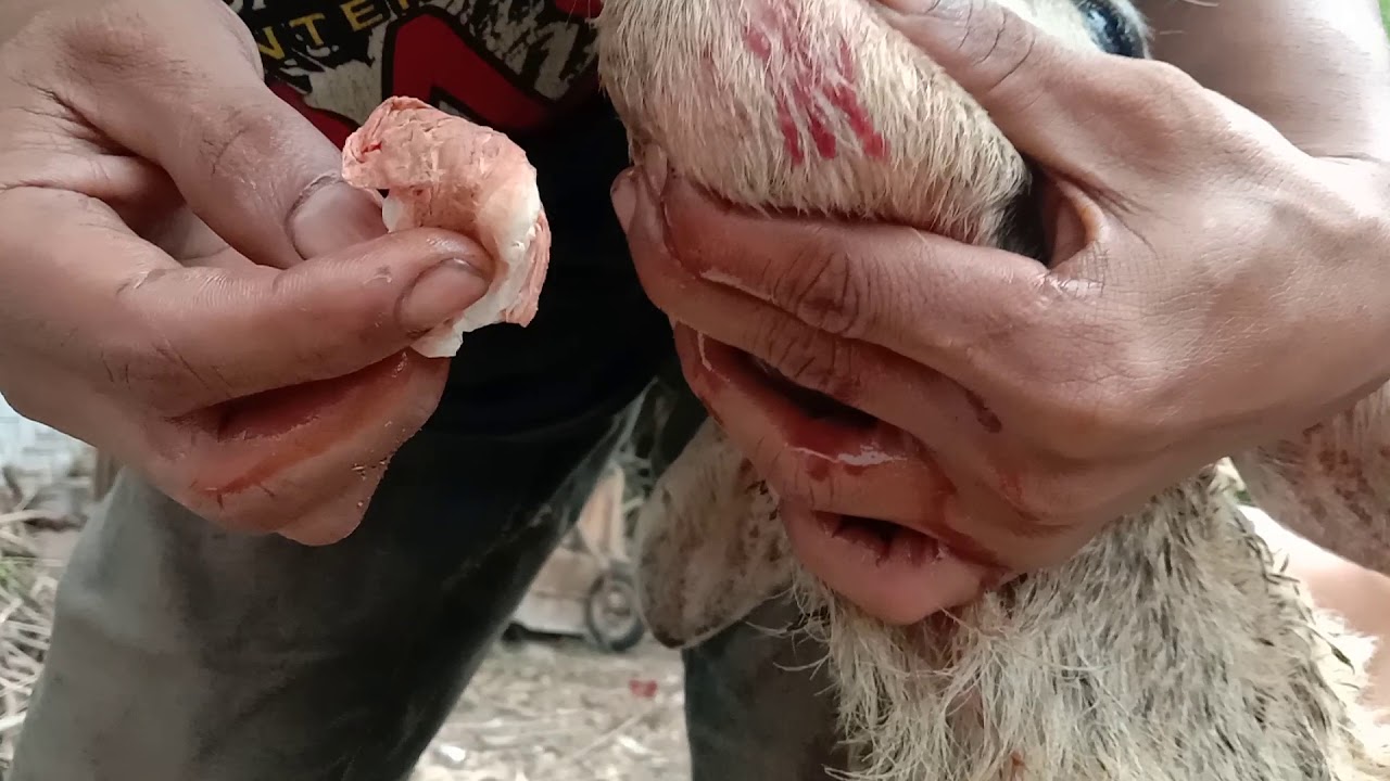 Mengobati Kambing Tersengat Tawon Vespa Dengan Tehnik Tusuk,Part 1