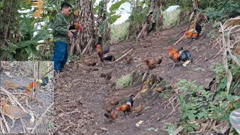 Hlau youtube đi cho gà ăn.Hlau mus pub qaib qus zoo saib tiag tiag