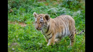 How To Raise A Tiger Cub by Samantha's Animal Facts 443 views 2 years ago 3 minutes, 15 seconds