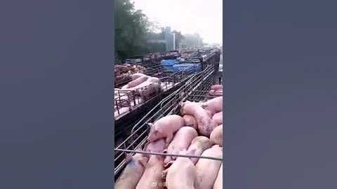 Массовое убийство свиней