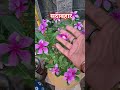 sadabahar plant three care tips#plants#gardeningideas#ytshorts