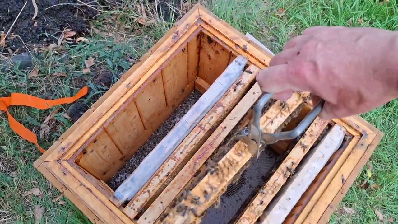 Včely 10.8.2025 Písecko vylupovaný oddělek, vyřešení, pátráni po matce, zvrat v poslední vteřině