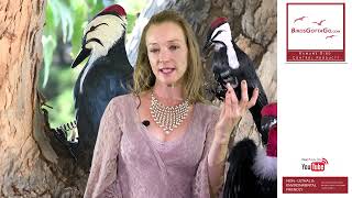 Life like Woodpecker bird deterrent by BirdsGottaGo.com