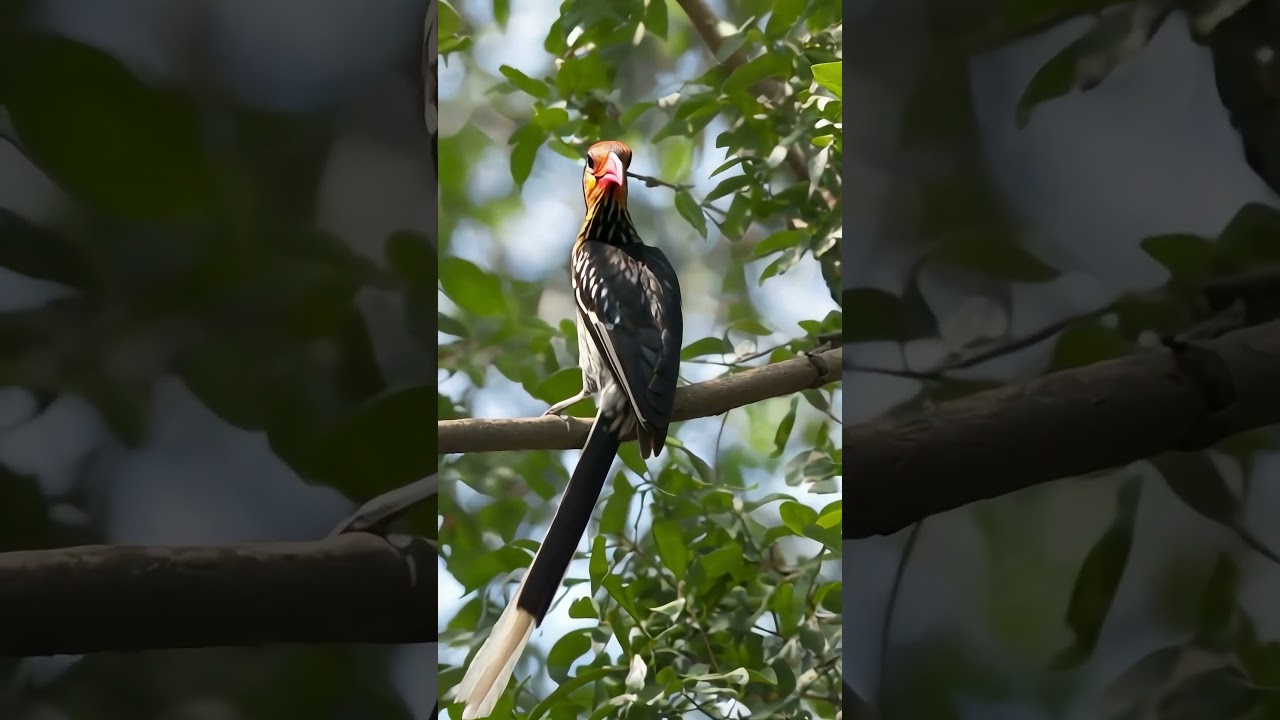 How to find the Red-billed Dwarf Hornbill.  