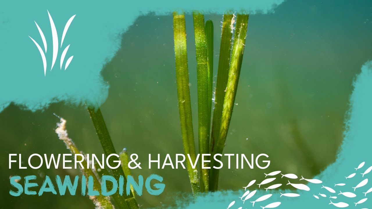 Flowering & Harvesting Seagrass Seed Seagrass restoration video 02