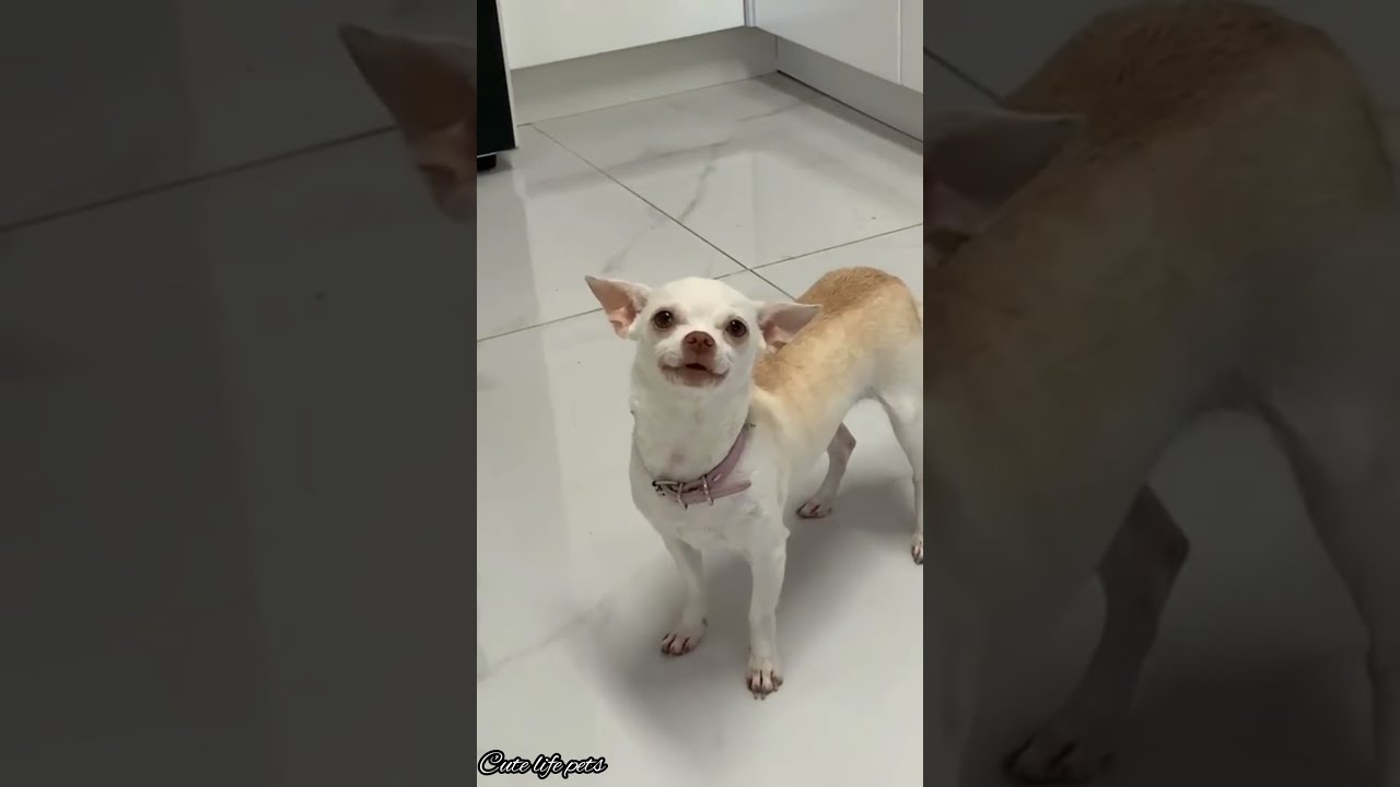 nikki v/s other dogs video, chihuahua angry puppy | try not to laugh #shorts #nikki