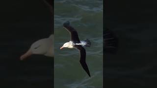 Dünyanın En Büyük Kuşu Gezgin Albatros Hakkında 5 İlginç Bilgi