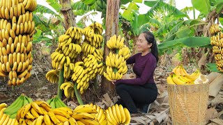 Harvest Banana and bring them to the market sell - cooking | Emma Daily Life