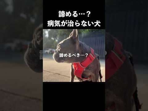 【感動】病気が治らない愛犬の結末