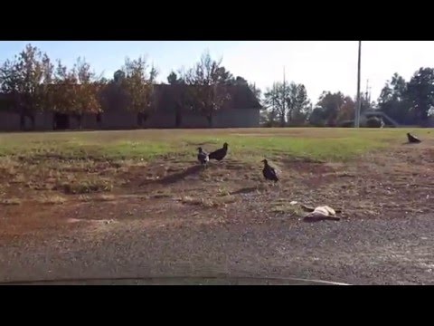 Black Vultures Eating