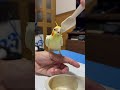 オカメインコのまろとルクが可愛かった。その1|2025.09.16|Shot on Apple iPhone 15 Pro MAX|#shorts