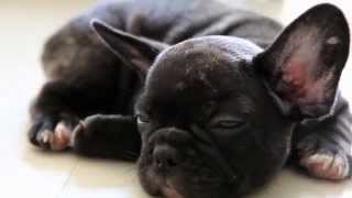 French Bulldog Puppy by Devoue Kennel 1,432 views 8 years ago 35 seconds