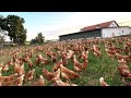 235 billion chickens are raised this way by european farmers  chicken farming