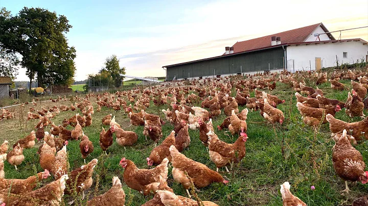2.35 Billion Chickens Are Raised This Way By European Farmers - Chicken Farming - DayDayNews