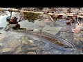 北海道における晩夏から晩秋の渓流ルアーフィッシング 【北海道 渓流ルアー】 Hokkaido. Small Stream Lure Fishing.