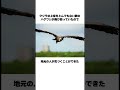アマゾンの密林でクジラを発見!?