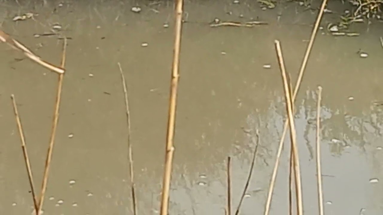 Water canal in Silla, Valencia, Spain. Still no success.Time to give up?