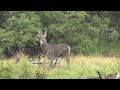 Bachelor Herd of Impala with Beautiful Male Water Buck