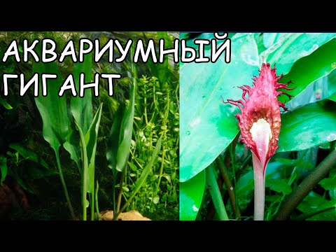 КРИПТОКОРИНА РЕСНИТЧАТАЯ. КРИПТОКОРИНА ЦИЛИАТА. Cryptocoryne ciliata. СЕКРЕТЫ ВЫРАЩИВАНИЯ