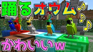 踊るオウム達がかわいい シカとペコの仲良しminecraft 57 Youtube