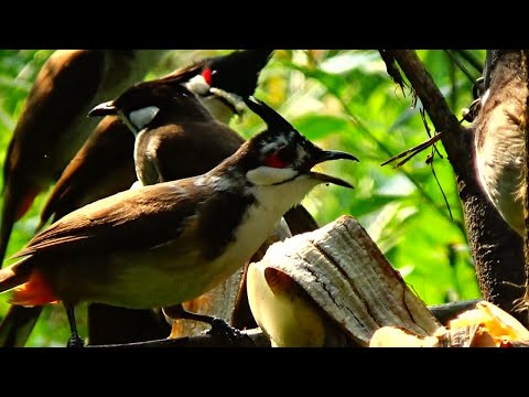 Video Thử Dùng Nải Chuối Chín Để Xem Chú Chào Mào Mơ Vụ... - youtube
