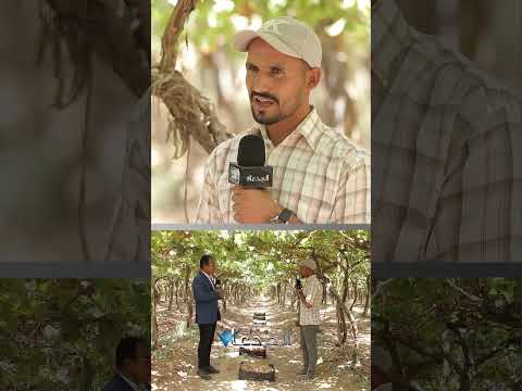 طور سيناء أرض الفرص الذهبية في الزراعة زراعة الجدعان