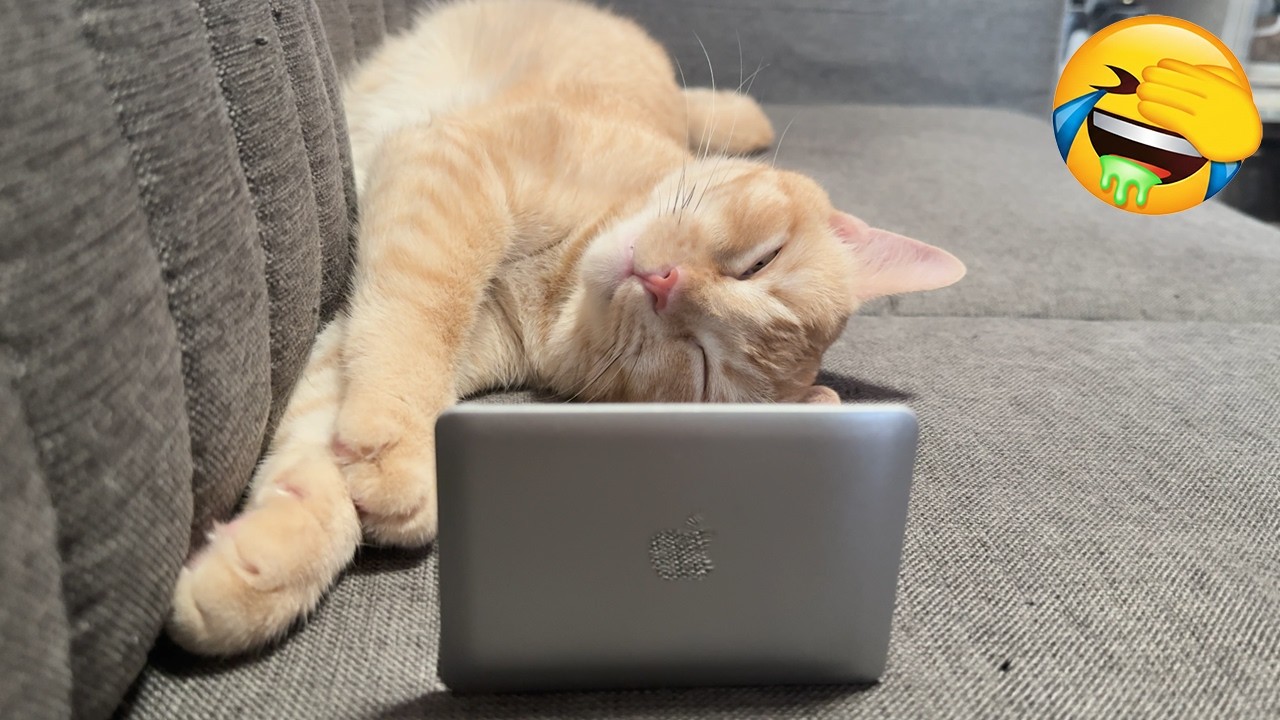 New Funniest Cats Videos 😼Try Not To Laugh😜Daily Serving of Internet Cats Part 25