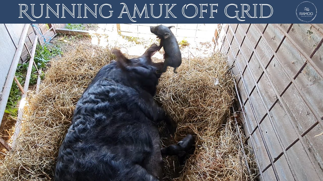 Breech Piglet | Rejected Piglets |  "Farmily" Matters | S2 E20