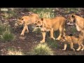 Lions thriving in Namibian Desert | BBC Earth
