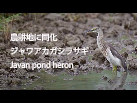 【農耕地に同化】ジャワアカガシラサギ Javan pond heron