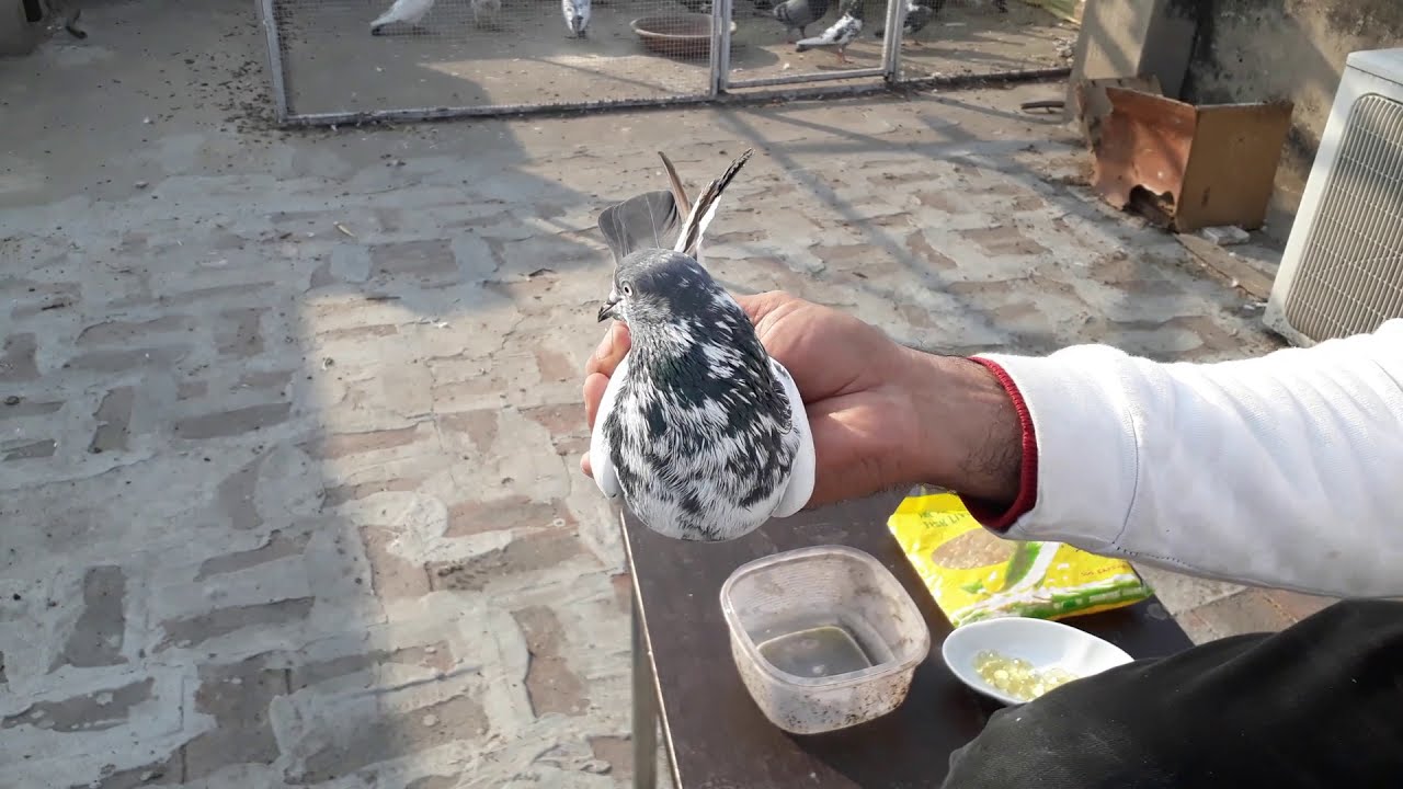 kabooter ko fish cod liver oil capsule danay say kya fida hota hay || by pigeon wings