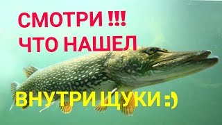 ЧТО НАШЕЛ ВНУТРИ БОЛЬШОЙ ЩУКИ!! ПРИЯТНЫЙ БОНУС:) ЧТО НАШЕЛ ВНУТРИ БОЛЬШОЙ ЩУКИ!! ПРИЯТНЫЙ БОНУС:)