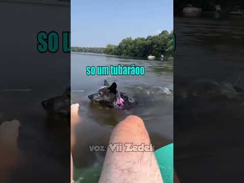 Bichinhos que nos entendem -cães do caos thumbnail