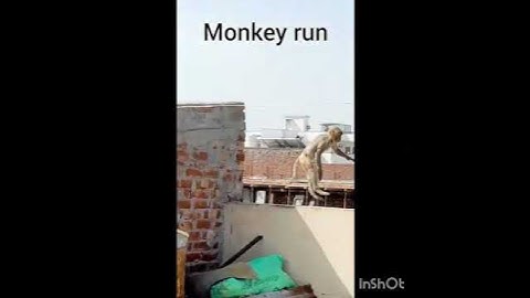 #monkey#run#😀