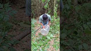 Burung Ini Masuk Lupang Bohon Bambu animal naturis
