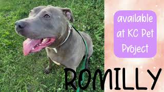 MEET ROMILLY AT KC PET PROJECT