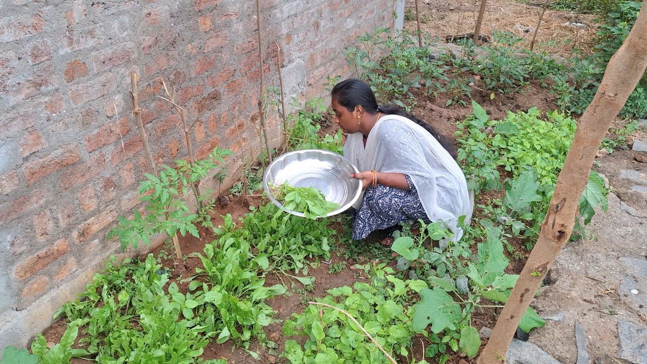 మా ఇంటి వెనక పెరట్లో హార్వెస్టింగ్ కి వచ్చిన ఆకుకూర మొక్కలు చూపిస్తాను రండి వాటితో వంట చేశాను ఈరోజు