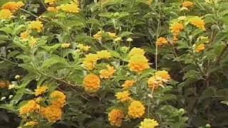 ABUNDANCE  (OSHO Meditation Minutes)