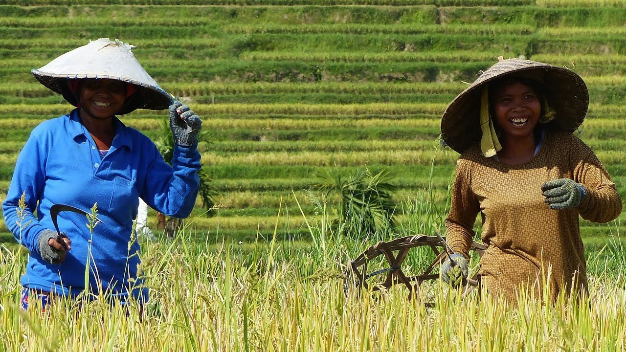 DESTINATION BALI - BALADE DANS LES RIZIERES